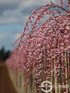 Image result for Prunus Pink Cascade Weeping