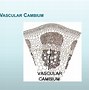 Image result for Vascular Cambium