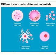 Image result for Period Blood Stem Cells