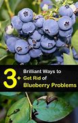 Image result for Blueberry Defects