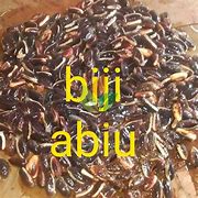 Image result for Biji Sawo Kecik