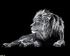 Image result for Lion Wallpaper Black and White