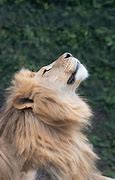 Image result for Lion Head Looking Up