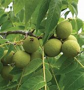 Image result for Walnut Gather