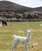 Image result for Llama Tierna