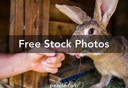 Image result for Award-Winning Brown Hare Photo