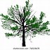 Image result for Family Tree with Leaves