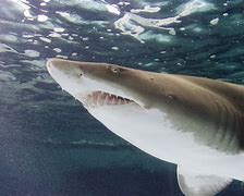 Image result for Aquarium of the Pacific Sharks