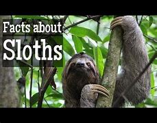 Image result for Sloth Fun Facts