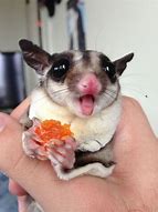 Image result for Adorable Sugar Glider