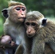 Image result for Funny Monkey Images. Free