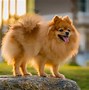 Image result for Goofy Dog