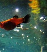 Image result for Baby Platy