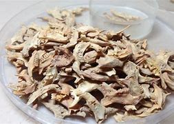 Image result for Rodent Bone Identification Chart