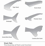 Image result for Shark Tail Pet