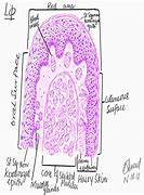 Image result for Histology Diagram