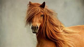 Image result for Red Mane Horse Mrade