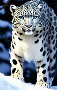 Image result for Snow Leopard Blue Eyes