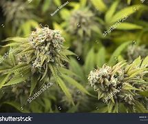 Image result for Sour Diesel Cannabis