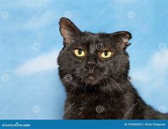 Image result for Scruffy Black Cat