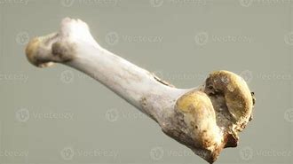 Image result for Animal Leg Bone Identification