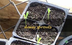 Image result for African Daisy Sprouts