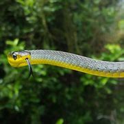 Image result for Yellow Tree Snake