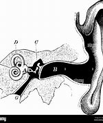 Image result for Ear Structure Hammer Stirrup Anvil