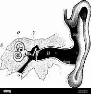 Image result for Parts of the Ear Hammer Anvil Stirrup