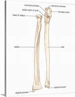 Image result for Posterior View of the Radius