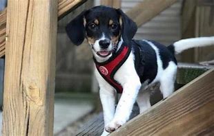 Image result for Rat Terrier Basset Mix