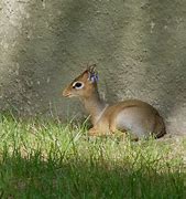 Image result for Kirts Dik Dik