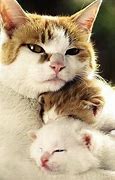 Image result for Mama Cat and Kittens