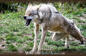 Image result for Amarok Wolves