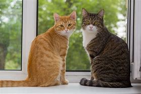 Image result for What Do Tabby Cats Look Like