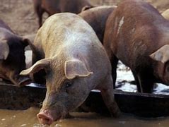 Image result for Pig Flu Symptoms