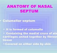 Image result for Columella Septum