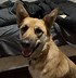 Image result for Funniest German Shepherds