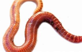 Image result for Small Worm Images