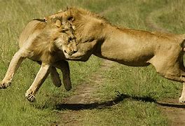 Image result for Fighting The Lion Inside