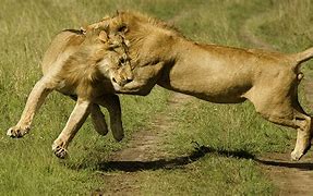 Image result for Lions Fighting Other Animals