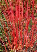 Image result for Tatarian Dogwood Shrub