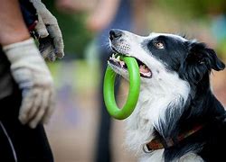 Image result for Smart Dog Breeds