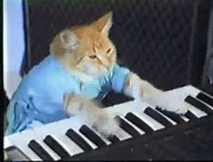 Image result for Cat Playing Piano Meme