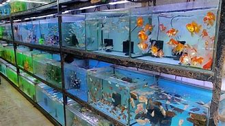 Image result for Aquario Tarvikkeet