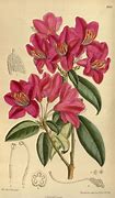 Image result for Botanical Illustrations Free