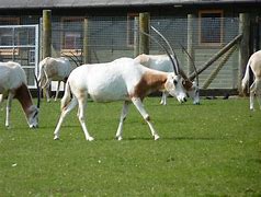 Image result for Scimitar-Horned Oryx Whipsnade