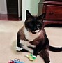 Image result for Washable Cat Toys