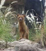 Image result for Fossa Small Animals