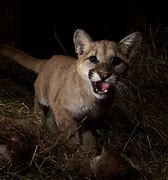 Image result for Mountain Lion Calendar